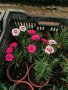 Карамфил , снимка 1 - Градински цветя и растения - 40952937