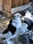 Унгарски гиганти, снимка 4