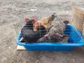 Домашни кокошки, снимка 6