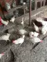 продавам кокошки, снимка 1