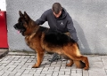 Елитни немски овчарки, снимка 14