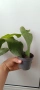 Epiphillym oxypetalum, снимка 2