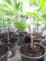 Смокини- 2 сорта в контейнери- Блек Мишън и Брънсуик, снимка 6