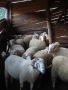 коч кочове за продан , снимка 7