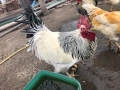 Домашни Петли, Кокошки, 8-18 месеца ., снимка 5
