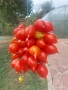 Семена домати Пиеноло Дел Везувио, снимка 1
