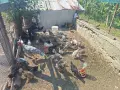 Продавам селски пуенца и пиленца без майката, снимка 1