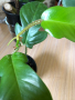 Philodendron Squamiferum , снимка 1 - Стайни растения - 44750935
