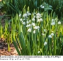 Блатно кокиче, леукоюм (Leucojum aestivum) – много големи луковици, снимка 1