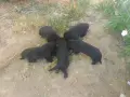 немски овчарки на 2 месеца, снимка 13