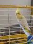 Продавам корела с клетка, снимка 1
