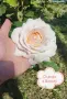 Резници от сортови рози, снимка 15