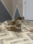 продавам Акита ину , снимка 5