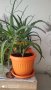 Лечебно Алое (Aloe Arborescens) над 3г., снимка 4