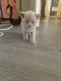 Клепоухи шотландки, снимка 2