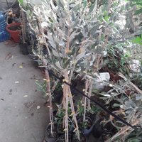 Маслинови дръвчета, маслини., снимка 2 - Градински цветя и растения - 42754872