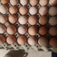 Разплодни яйца от Кохин стандарт , снимка 1 - Кокошки и пуйки - 44788818