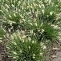 Пенисетум Малкото зайче, Pennisetum alopecuroides Little Bunny , снимка 3 - Градински цветя и растения - 42225243