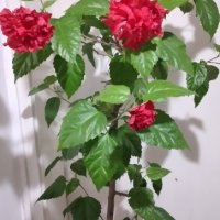 Китайска  роза, снимка 1 - Стайни растения - 44323008