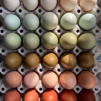 Разноцветни домашни яйца от различни породи кокошки за консумация и люпене, снимка 7 - Домашни продукти - 34929684