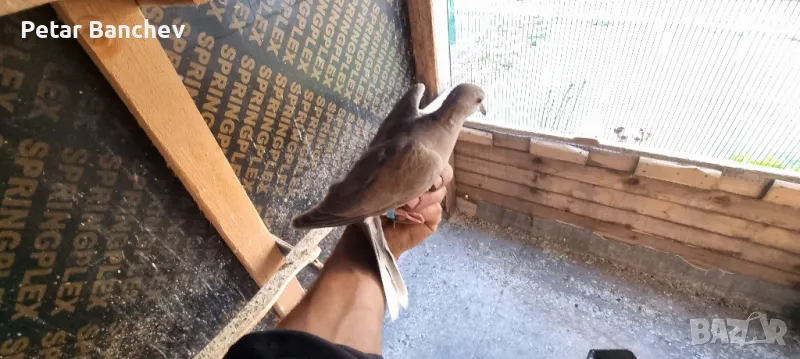 корели и скумруци , снимка 1