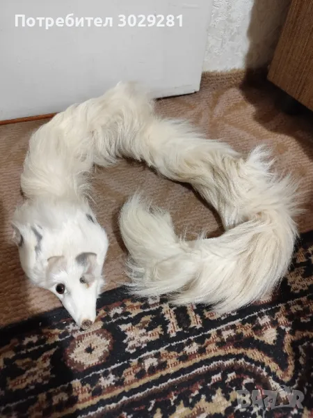 яка от лисица , снимка 1