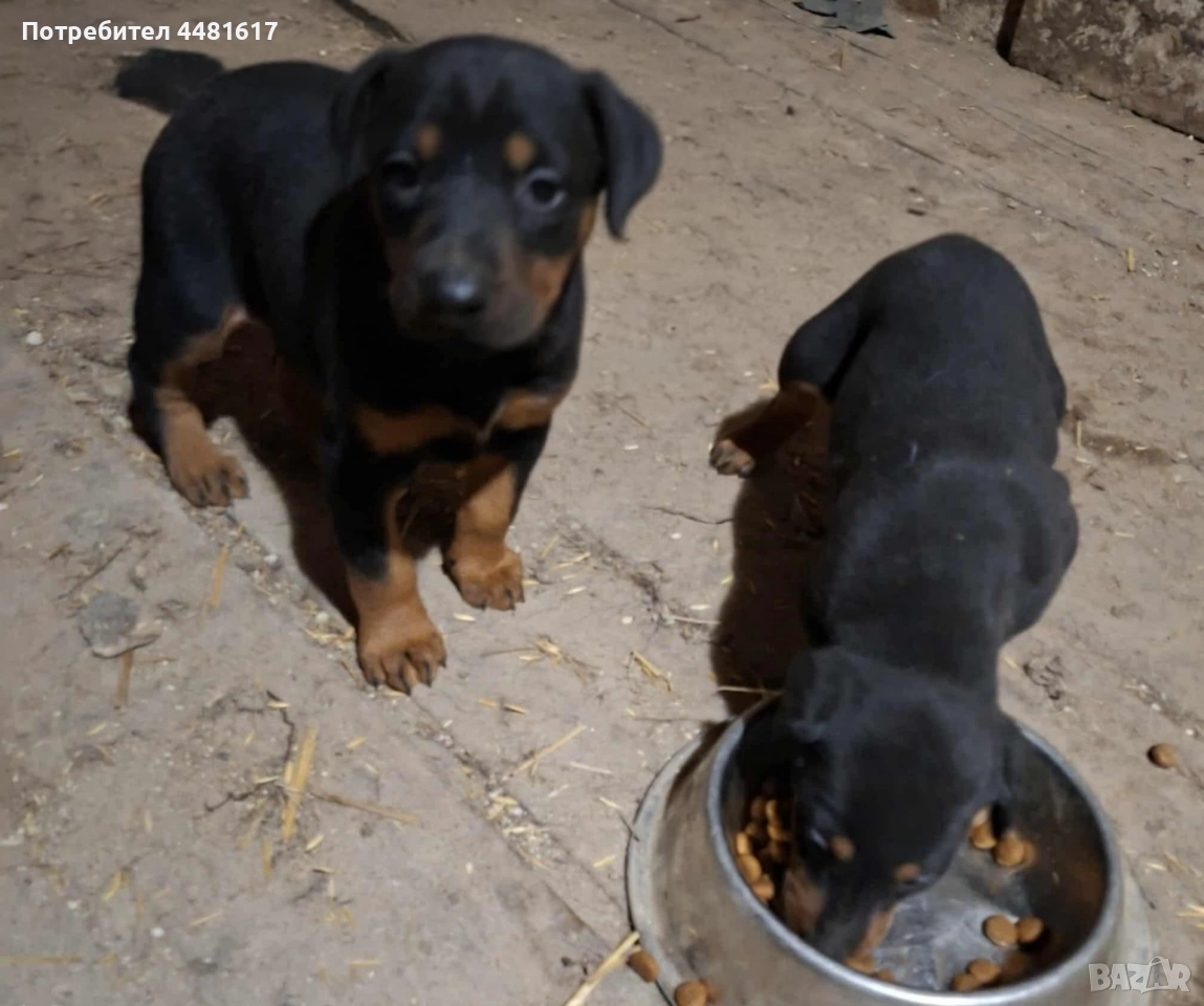 Мъжки доберман, снимка 1