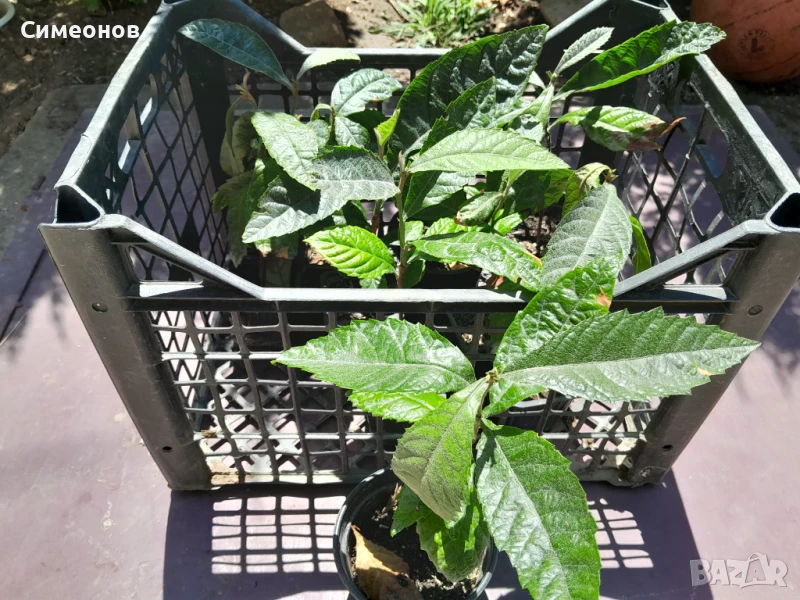 Японска мушмула фиданки, снимка 1