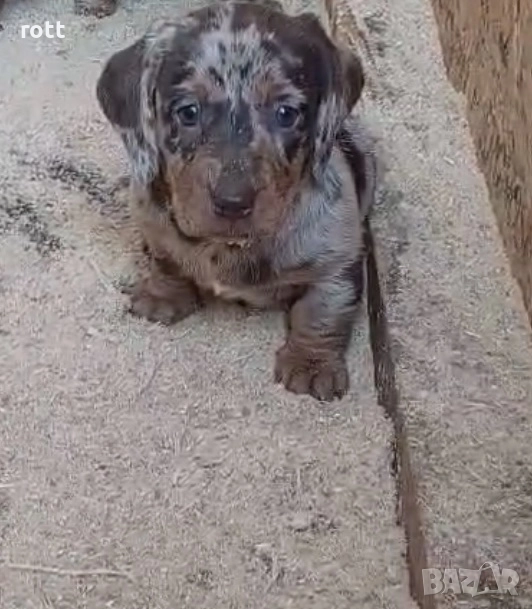 Дакел, снимка 1