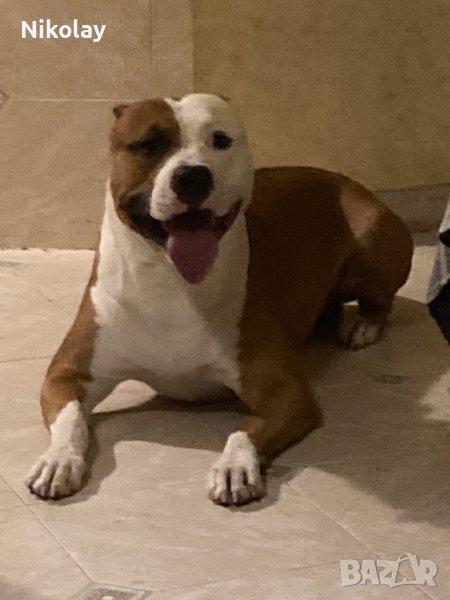 Търси женска. Американски питбул., снимка 1