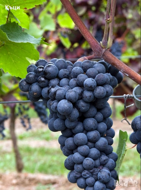 Лозови пръчки от Гъмза., снимка 1