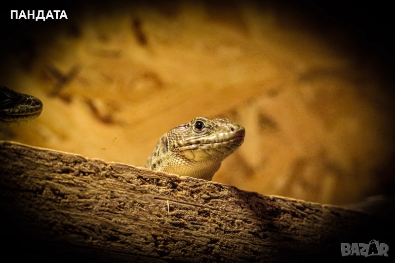 Гущер Timon lepidus, снимка 1