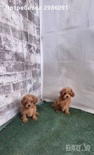 той пудел женски , снимка 1