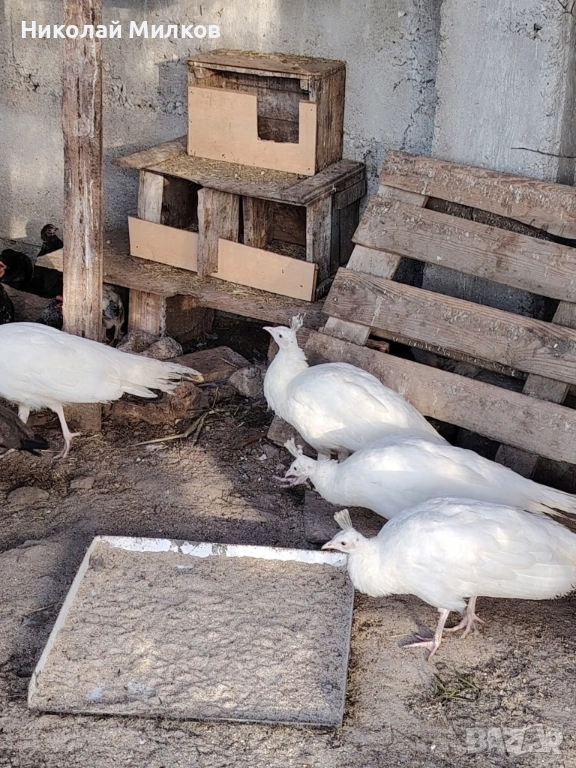 Пауни, снимка 1