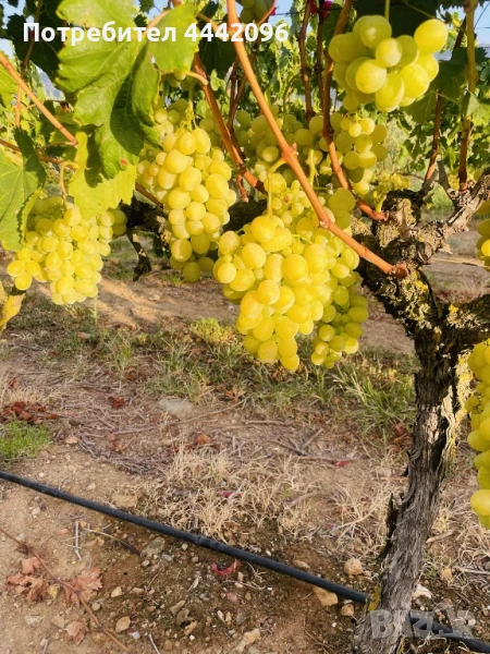 Десертно Грозде Виктория, снимка 1