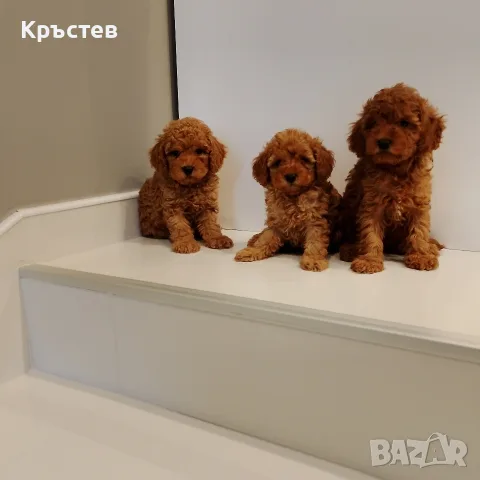 Мини Пуделчета*, снимка 7 - Пудели - 56359568