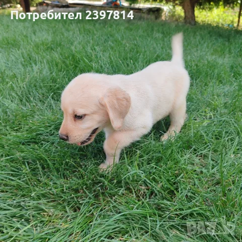 Лабрадор ретривър , снимка 2 - Лабрадор ретривър - 55743243