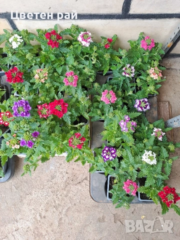 Вербена няколко цвята , снимка 6 - Градински цветя и растения - 54282743