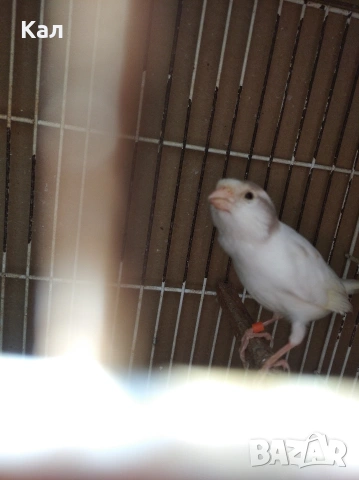 Мъжки канар, снимка 5 - Канари - 54189378