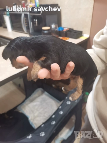 Шарени йоркита , снимка 4 - Йоркширски териер - 54048173