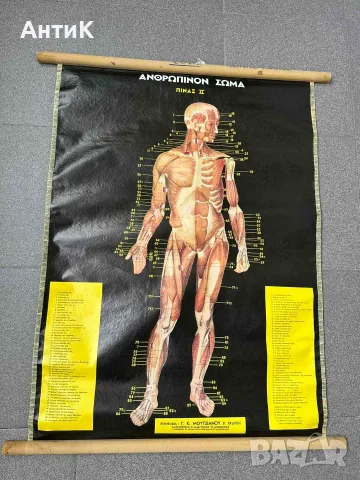 Медицински Анатомични Плакати Постери, снимка 6 - Специализирана литература - 56460115
