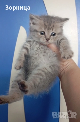 Британско коте, снимка 14 - Британска късокосместа - 54330863