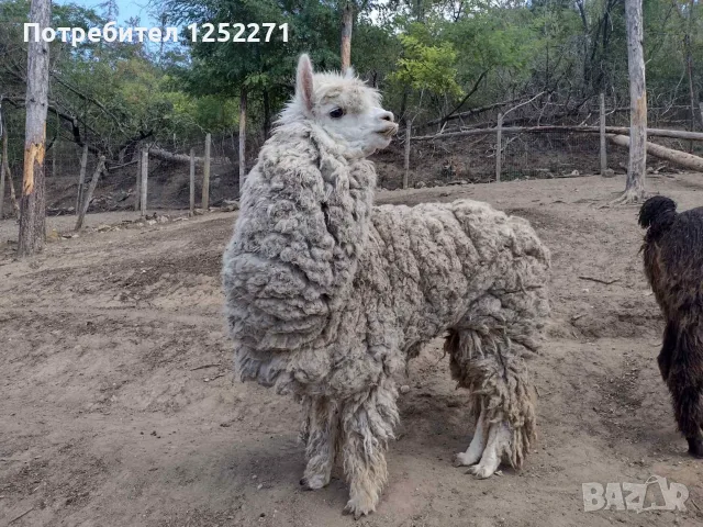 Семейство Алпаки, снимка 9 - Други животни - 56289291