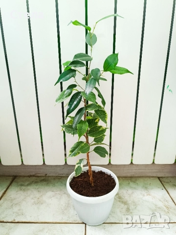 Аглаонема, Бенджамин и други стайни растения , снимка 13 - Стайни растения - 46295372