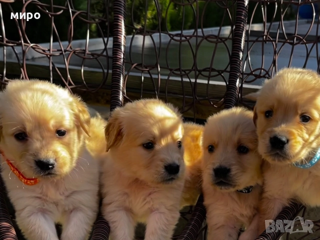 Чистокръвни Голдън ретривър бебета идеален подарък за приятели или малки деца Коледа , снимка 2 - Голдън ретривър - 52566220