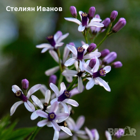 Хималайска мелия (Melia azedarach), снимка 3 - Градински цветя и растения - 51468561