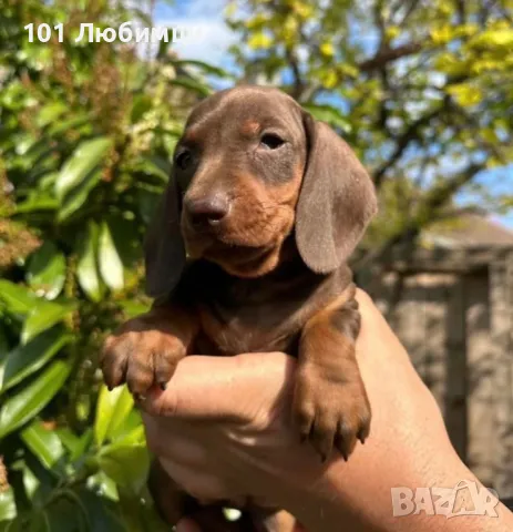 Шоко Дакели , снимка 6 - Дакели - 47450586