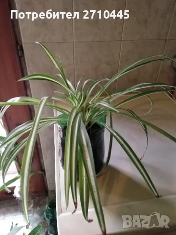 Хлорофитум /зелена лилия/, снимка 5 - Стайни растения - 34593439