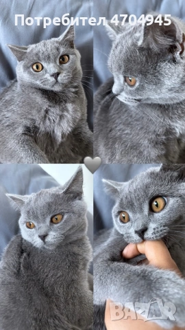 Британска котка, на 6 месеца