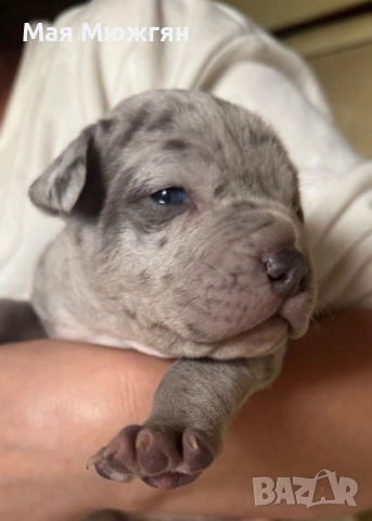 XL American Bully с родословие и сертификат, снимка 15 - Други - 53883611